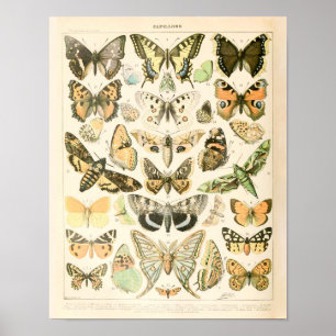 Impresión de mariposas de época - Poster Adolphe M
