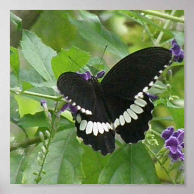 Impresión de mariposas en blanco y negro (Frente)