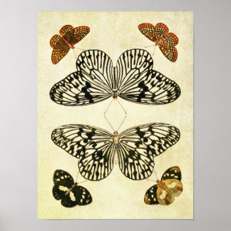 Impresión de mariposas vintage 193
