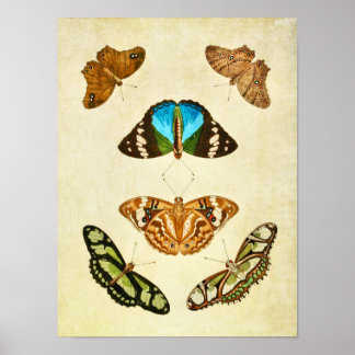 Impresión de mariposas vintage 196