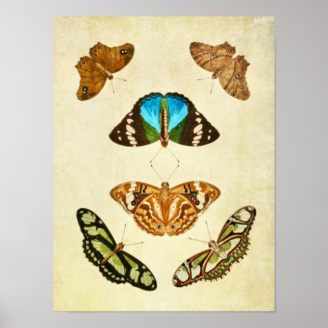 Impresión de mariposas vintage 196 (Frente)