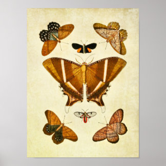 Impresión de mariposas vintage 198