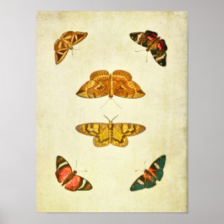 Impresión de mariposas vintage 227