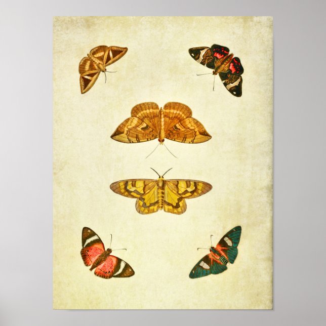 Impresión de mariposas vintage 227 (Frente)
