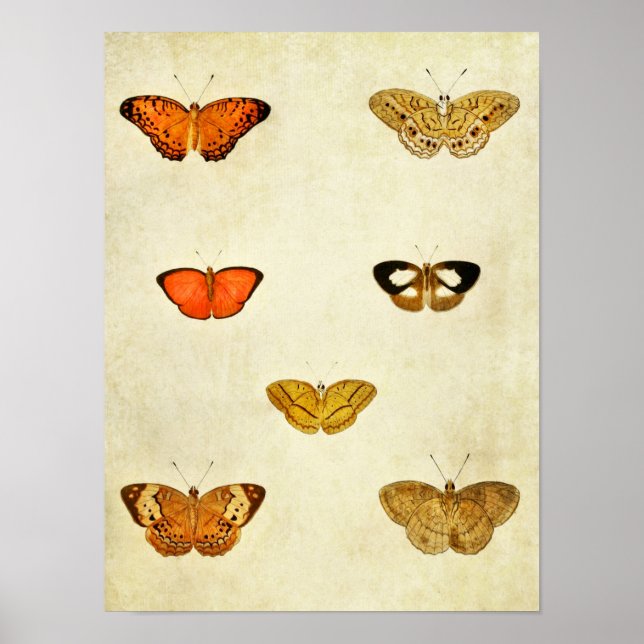 Impresión de mariposas vintage 238 (Frente)