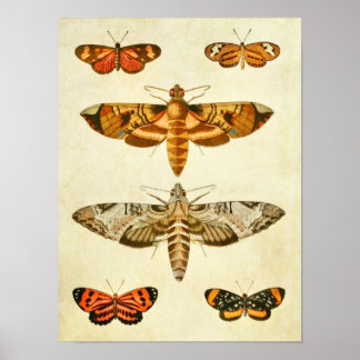 Impresión de mariposas vintage 246