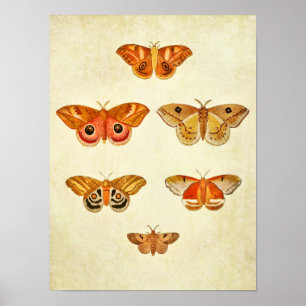 Impresión de mariposas vintage 249