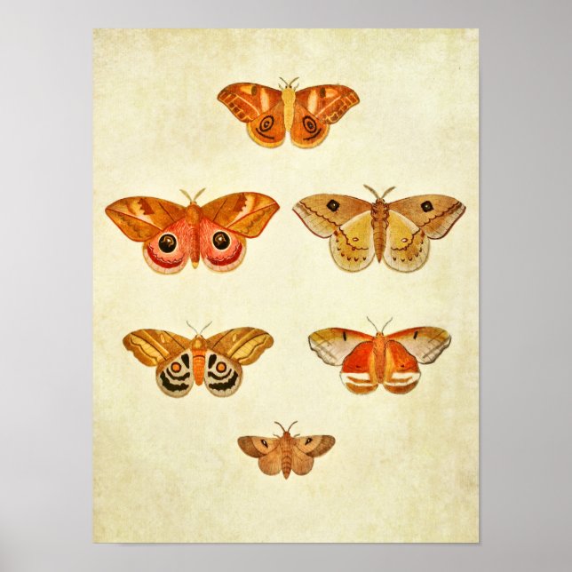 Impresión de mariposas vintage 249 (Frente)