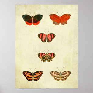 Impresión de mariposas vintage 256