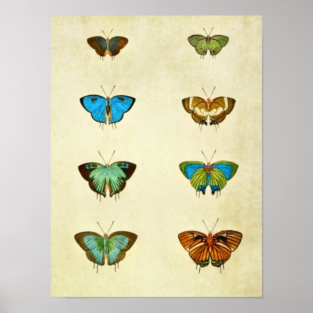Impresión de mariposas vintage 259 (Frente)