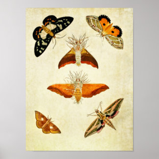 Impresión de mariposas vintage 267