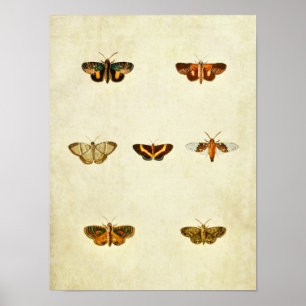 Impresión de mariposas vintage 276