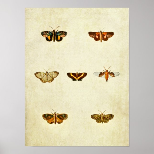 Impresión de mariposas vintage 276 (Frente)