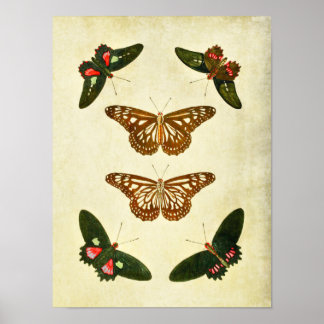 Impresión de mariposas vintage 279