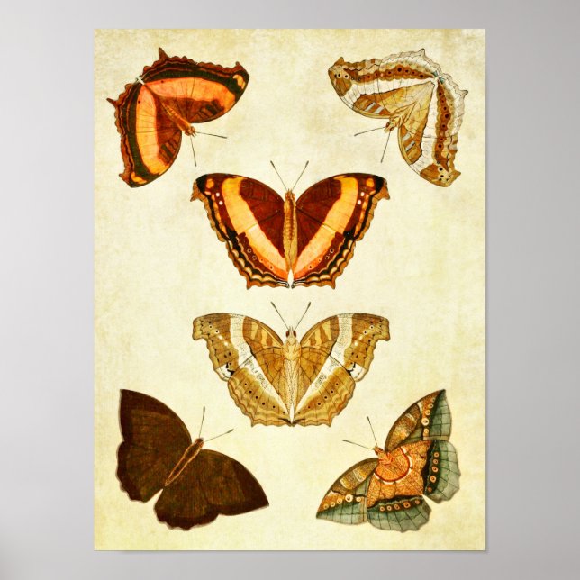 Impresión de mariposas vintage 289 (Frente)