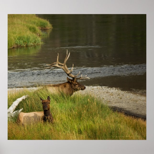 Impresión de masas de piedras amarillas (Frente)