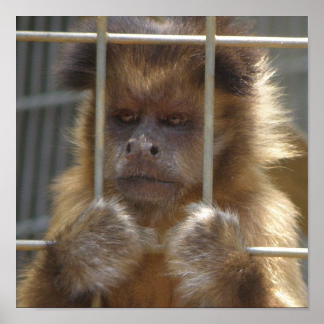 Impresión de mono capuchino (Frente)