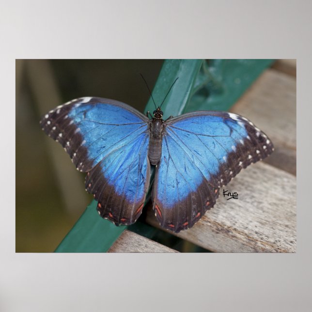 Impresión de morfo azul (Frente)