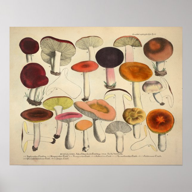 Impresión de Naranjas rojos de la variedad de hong (Frente)