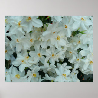 Impresión de Narcissus paperwhite