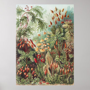 Impresión de naturaleza de musgo de Ernst Haeckel 