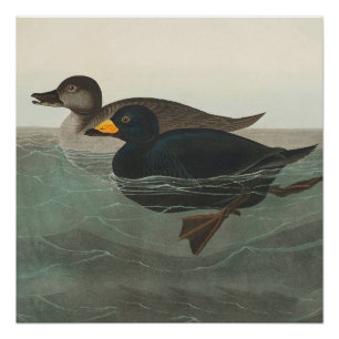 Impresión de Negrón Americano de Audubon: Pato Cos