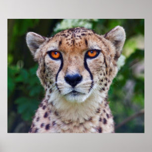 Impresión de ojos dorados