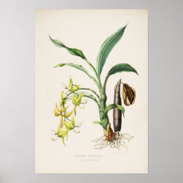Impresión de orquídea Cycnoches ventricosum por Ba