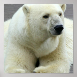 Impresión de oso polar
