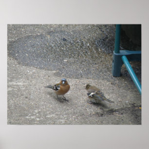 Impresión de padre y chick Chaffinch