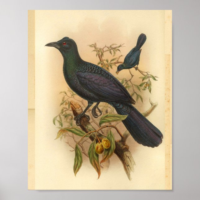 Impresión de pájaro de color morado verde (Frente)