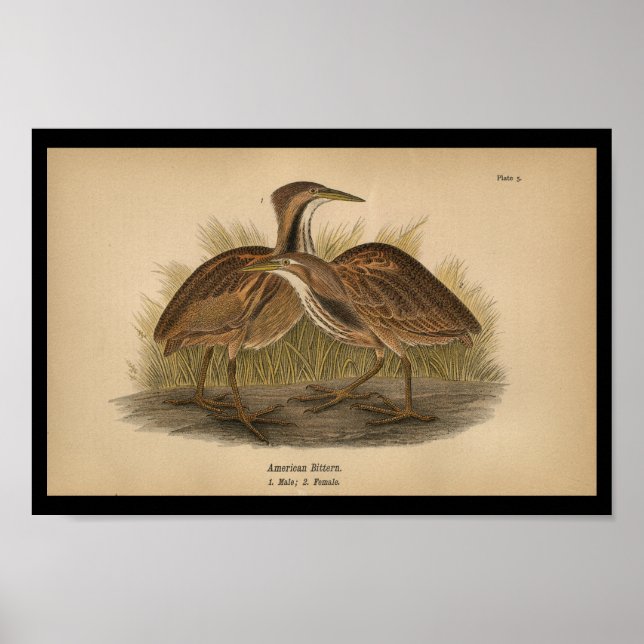 Impresión de pájaro de Estados Unidos Bittern 1890 (Frente)