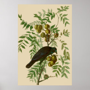 Impresión de pájaro Grackle púrpura de Audubon Vin