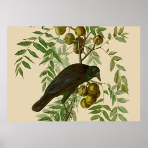 Impresión de pájaro Grackle púrpura de Audubon Vin