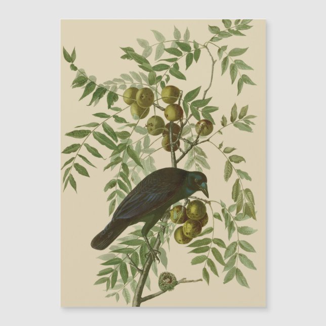 Impresión de pájaro Grackle púrpura de Audubon Vin (Anverso)