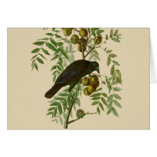 Impresión de pájaro Grackle púrpura de Audubon Vin