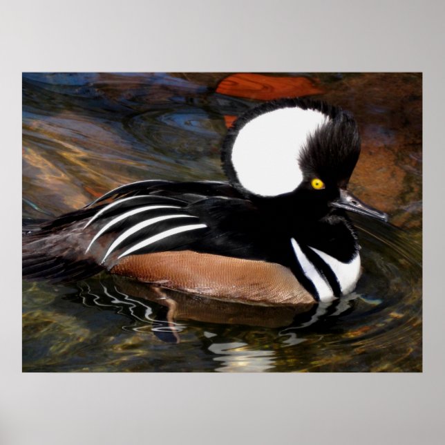 Impresión de pájaro Merganser encapuchado (Frente)