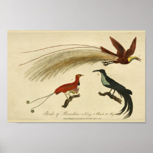 Impresión de pájaros de la historia natural del pa