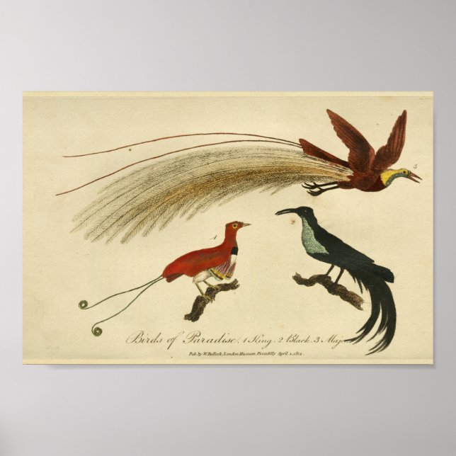 Impresión de pájaros de la historia natural del pa (Frente)