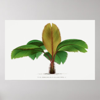 Impresión de palmera de Seychelles