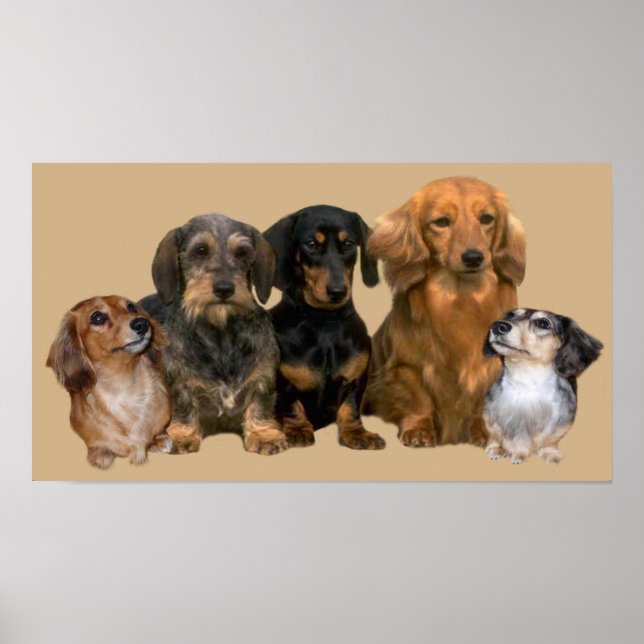 Impresión de pandillas Dachshund (Frente)