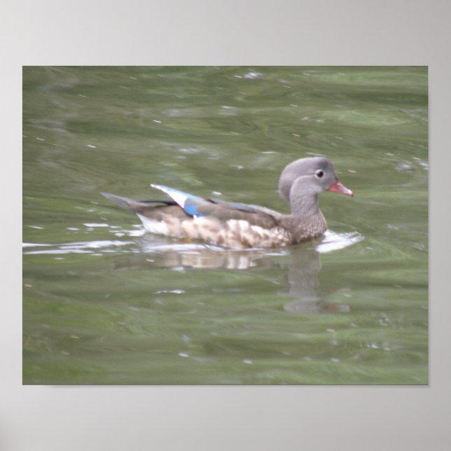Impresión de pato en el lago (Frente)