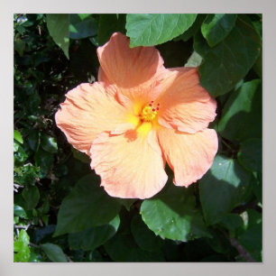 Impresión de Peach Hibiscus