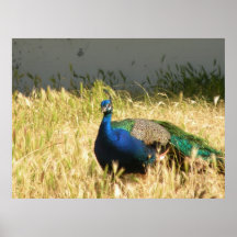 Impresión de Peacock