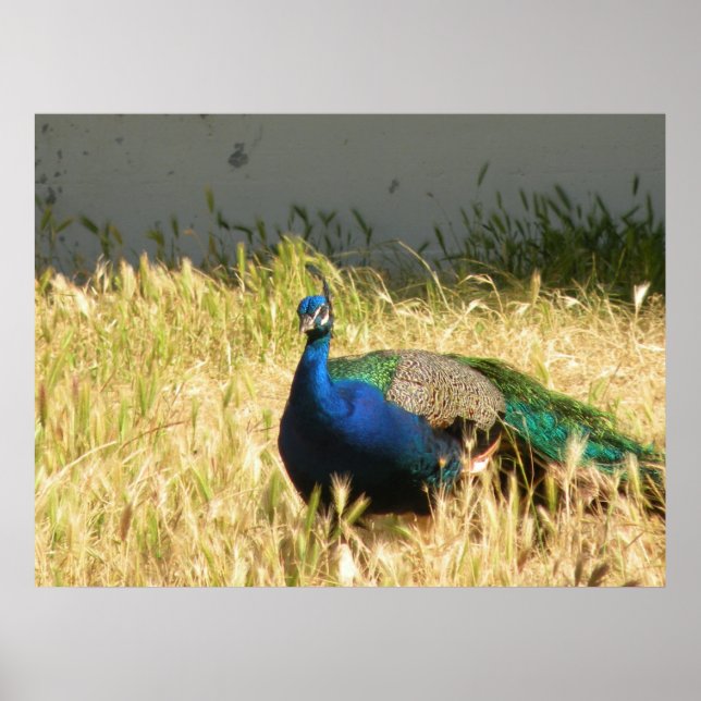 Impresión de Peacock (Frente)