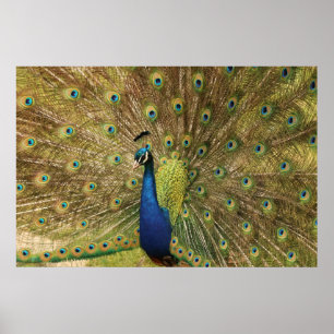 Impresión de Peacock