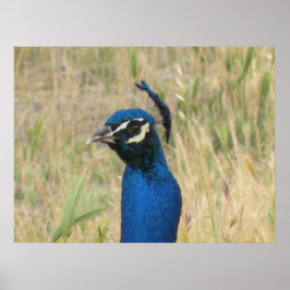 Impresión de Peacock