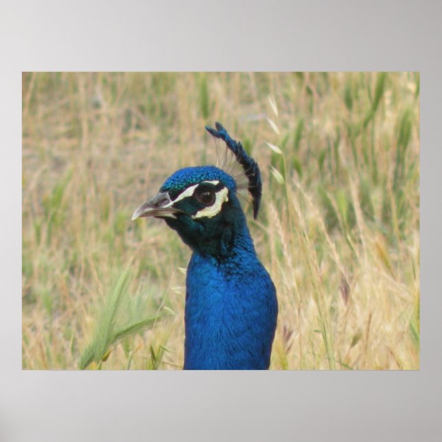 Impresión de Peacock (Frente)