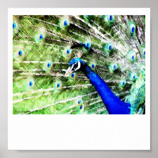 Impresión de Peacock (Frente)