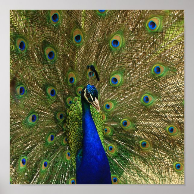 Impresión de Peacock (Frente)